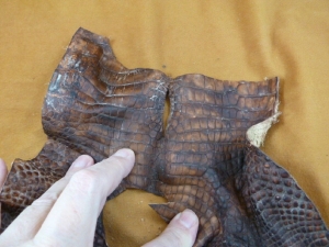 (G472-11) 9″ wide Gator ALLIGATOR Cloaca buttocks butt hole hide croc bum weird Review