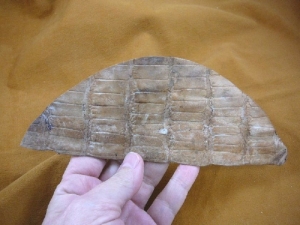 (G471-40) brown 7-1/2″ Gator ALLIGATOR hide scrap leather piece croc craft  Review