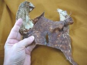 (G471-89) 9″ Gator ALLIGATOR underside hide cloaca scrap leather skin piece croc Review