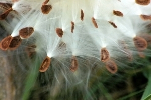 Fresh MILKWEED Seeds (50) with fluff, no leaves, no pods, nonGMO, no herbicides Review