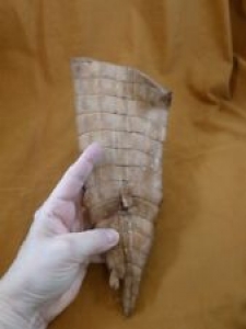 (G471-94) 11″ Gator ALLIGATOR hide scrap leather skin piece croc craft supply Review