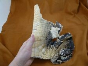 (G471-91) 9.5″ Gator ALLIGATOR hide scrap leather skin piece croc craft supply Review