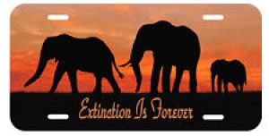 Elephant Auto License Plate Extinction Is Forever Personalize Gifts Jungle  Review